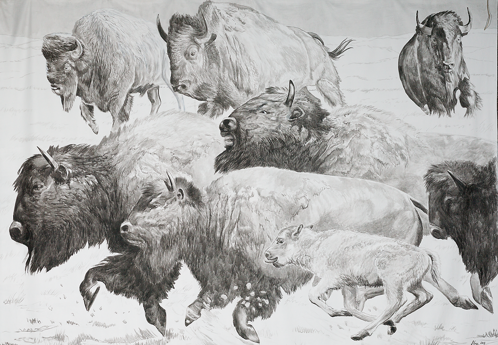 "Return of the Bison" by Stina Folkebrant